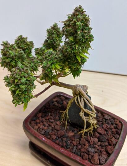Canna-Bonsai Tree