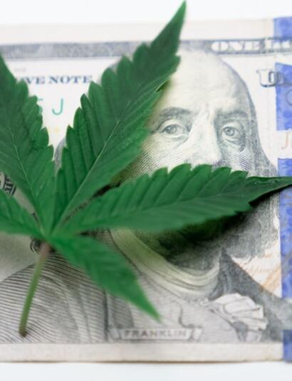 canna leaf on dollar bill