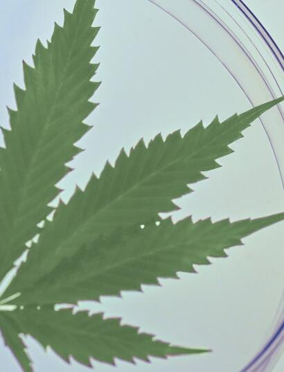 Efectos de los cannabinoides en el cuerpo humano.