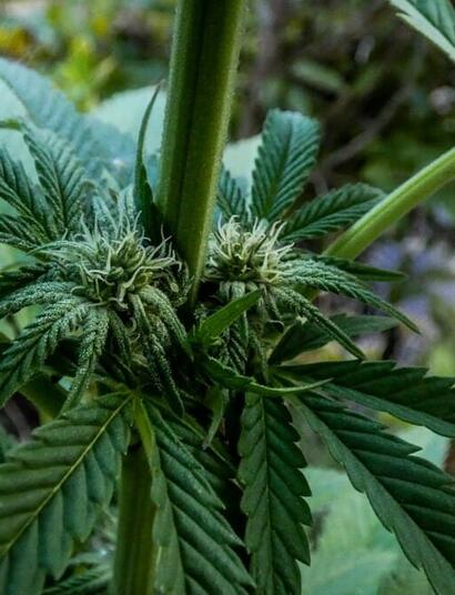 Cannabinoids are the cannabis compounds responsible for delivering the therapeutic plant effects, and terpenes primarily determine aroma 