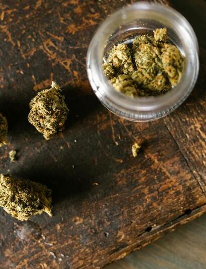 ¿Por qué interactúan y cómo cosechar terpenos y flavonoides cannábicos?