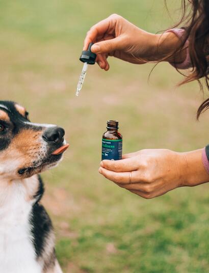Colombia por autorizar cannabis para mascotas.