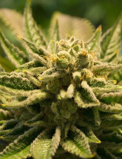 Nitrogen And Cannabis