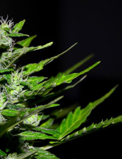 Test della Dinamed CBD Autofiorente