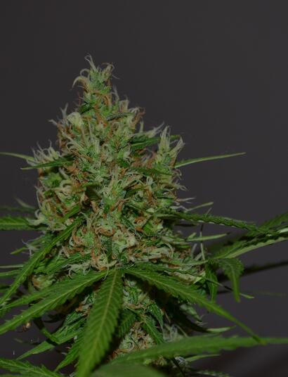 Milky Way in de Bonanza 250 kweekkast - Deel 3