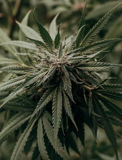 Fantastisch én hoopvol boek over hennep