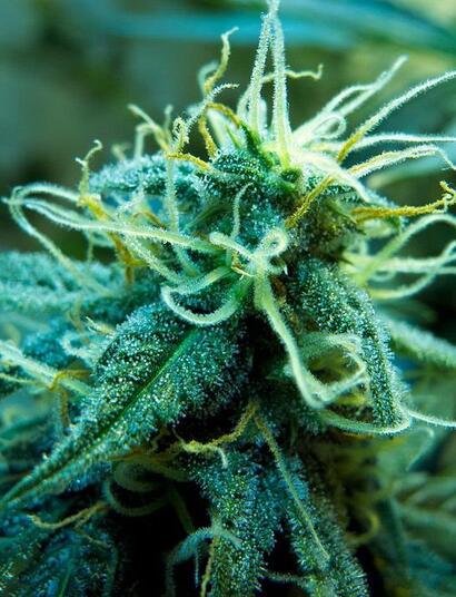 Jak zbierać i suszyć rośliny konopi indyjskich na wolnym powietrzu