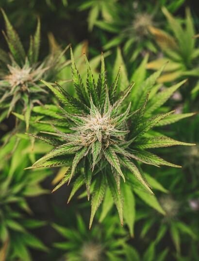 Konopne żniwa, czyli jak ja mam to zebrać