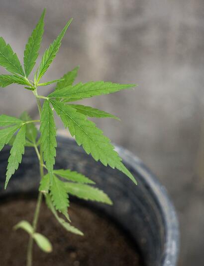 green CBD Thai Cannabis plant. 