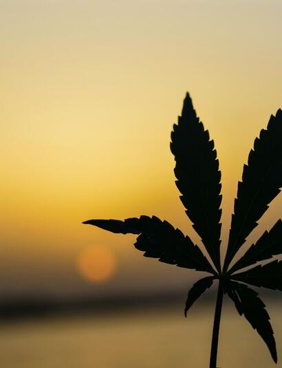 cannabis and losing weight