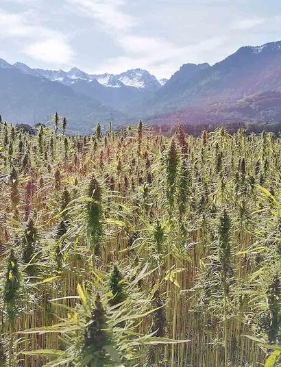 cannabis antiguo asia