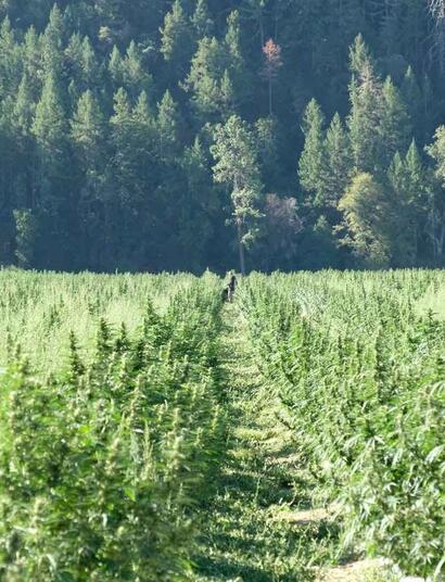 hemp farming is threatened by changing climate.