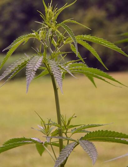 cannabis crops outdoors.