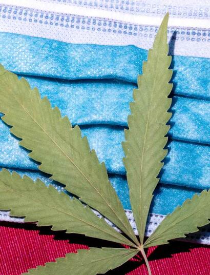 cannabis e pandemia