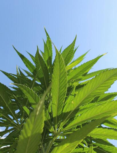 Planta de cannabis cultivada en exterior en pleno verano.