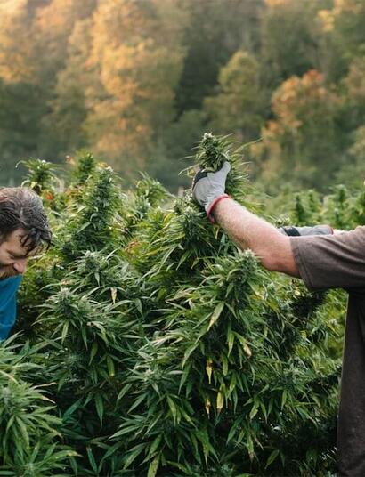 cannabis farmers working with cannabis crops on an outdoor farm.