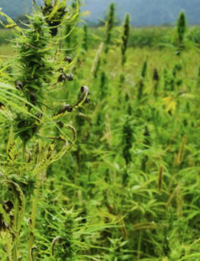 Alegria in Bonanza G-leds 140 - Deel 1