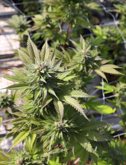 Learn how cannabis businesses can reduce fire and heat risks through electrical safety, HVAC maintenance, wildfire preparedness, and smart risk management. 
