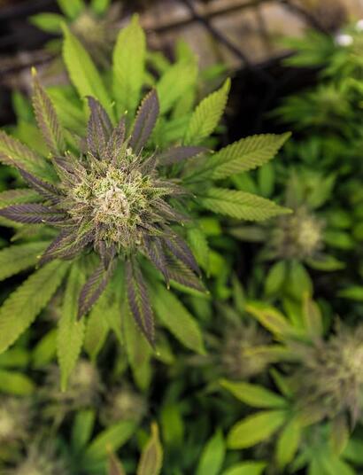 Close-up of a flowering cannabis plant cultivated for cannabinoid research and medical cannabis production.