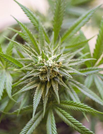 Haze, Skunk e Kush: tre genetiche che hanno fatto la storia