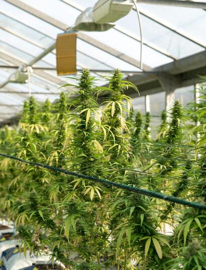 Everything You Need to Know About Growing Northern Lights Cannabis