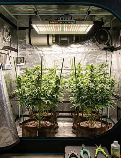 Learn why proper ventilation matters for indoor cannabis and how to control airflow, temperature and humidity for healthy growth.