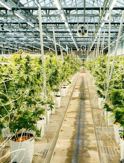 Could former cannabis grow sites become data centers? Read more why developers are eyeing these properties and the challenges surrounding their reuse. 