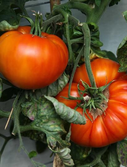 A recent poll suggests that many people who homegrow cannabis are likely to start cultivating their own vegetables too, as they grow keen on gardening. 