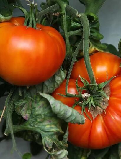 Der Anbau von Cannabis kann zu einer Leidenschaft für den Gemüseanbau führen.