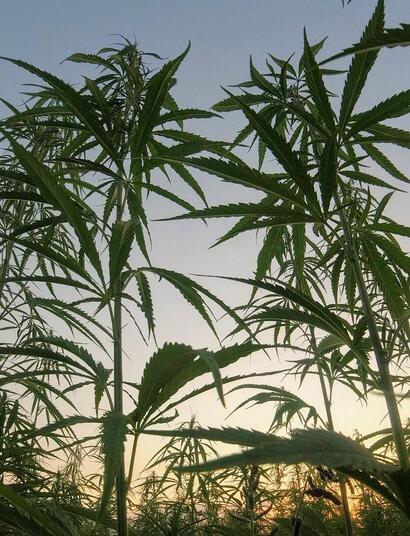 Cannabis growing in the wild. 