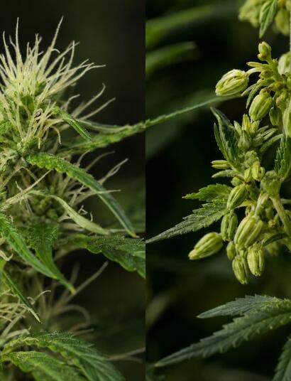 cannabis hembra y macho