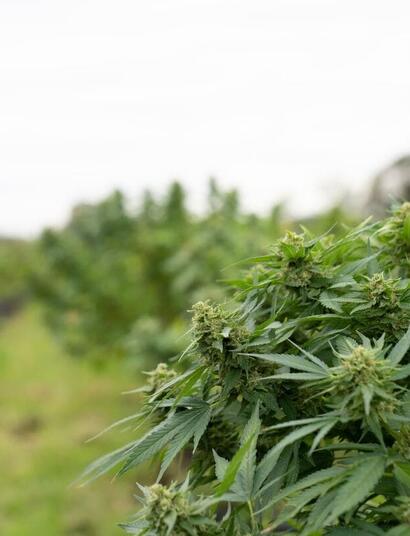 What is THC inflation and why it's such a big problem?