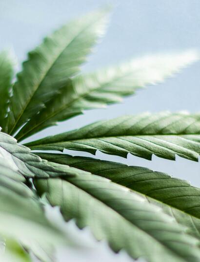 cannabis leaf plant. 