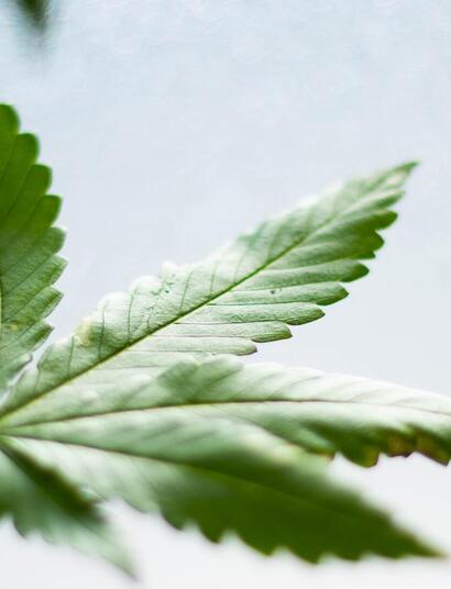 canna leaf on dollar bill