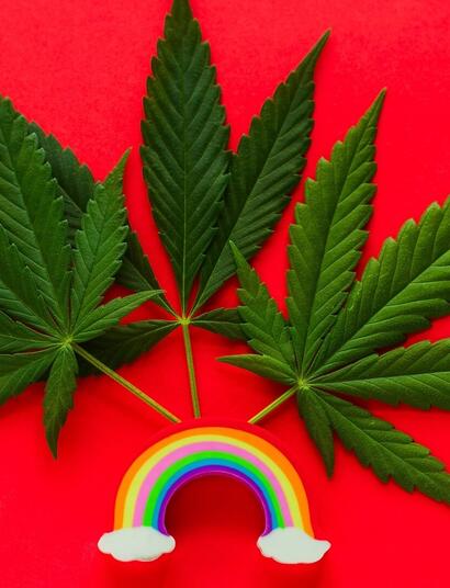 leaves of Cannabis Sativa with a small rainbow. 
