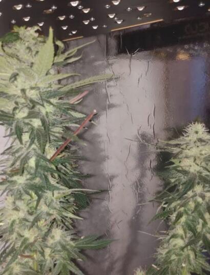 Cannabis-medicinal