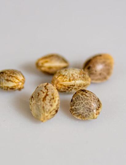 cannabis plant meristem cells 