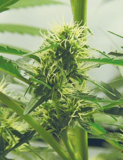 Cannabis-News Deutschland, Schweiz und Österreich