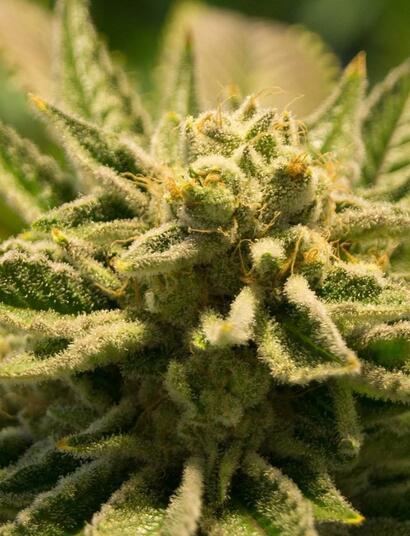 Trister Alltag eines Cannabispatienten