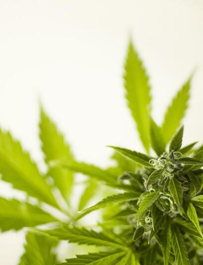 Minnesota officially legalizes recreational cannabis