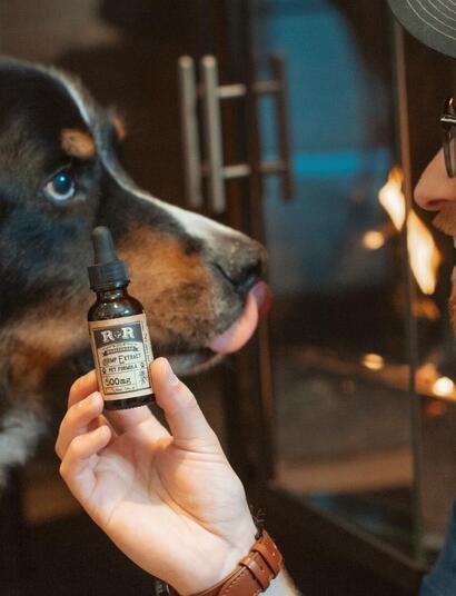 dog getting some cannabis oil. 