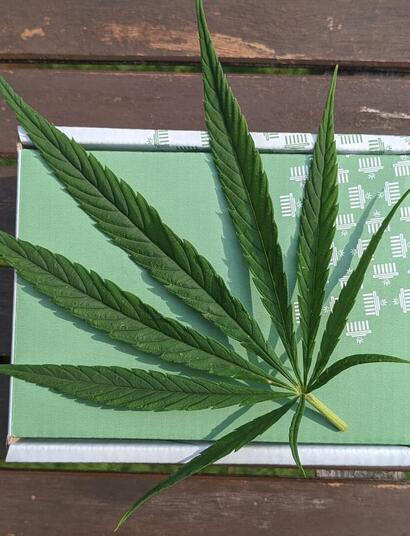 cannabis leaf alongside a green package.