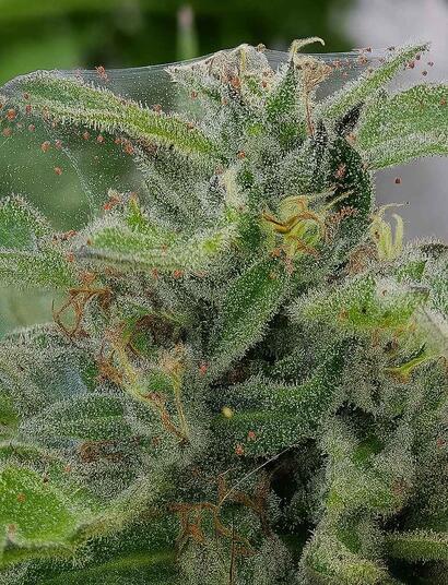 Identify and eliminate cannabis plant pests! Learn to fight aphids, thrips, and spider mites with effective, natural methods, including predators and neem oil.