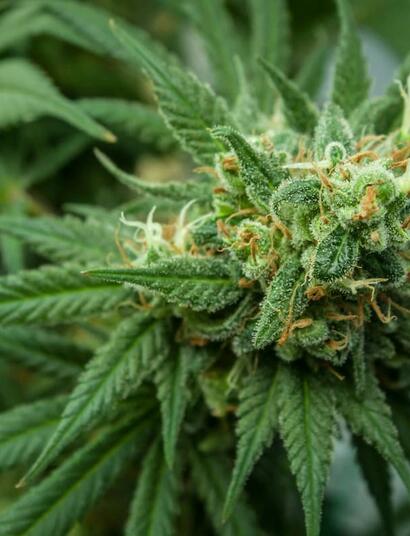 Cannabis plants must absorb nutrients and foods to grow and yield. Learn more about plant nutrition, how it works and what foods to supplement in your garden. 