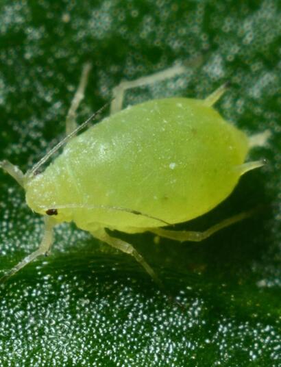 how to fight cannabis pests naturally 
