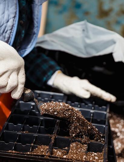 cannabis plant propagation essentials 