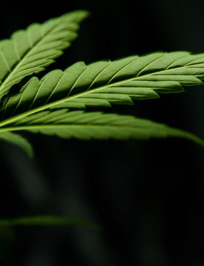 Weedmaps to Go Public at $1.5 Billion Valuation