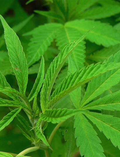 Cannabis und spirituelles Leben