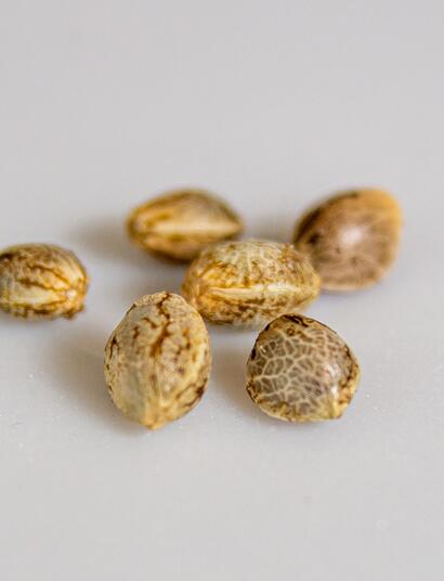 cannabis seed, seed bank Europe
