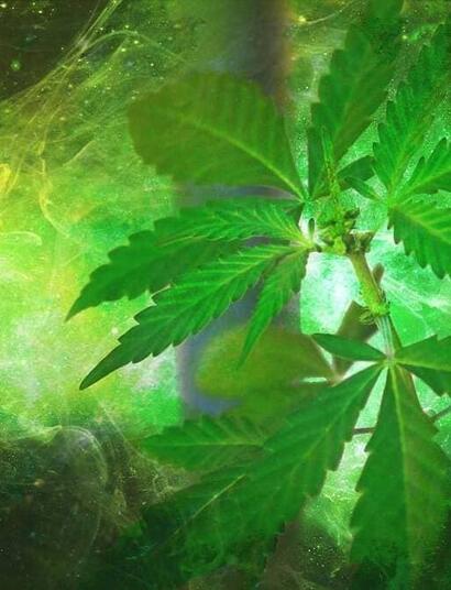 What is terroir and how it has impacted cannabis? 